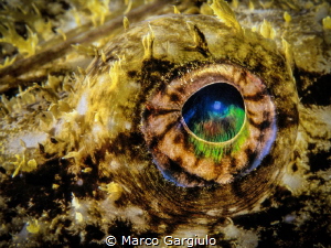 Lophius eye, fuji velvia
 by Marco Gargiulo 